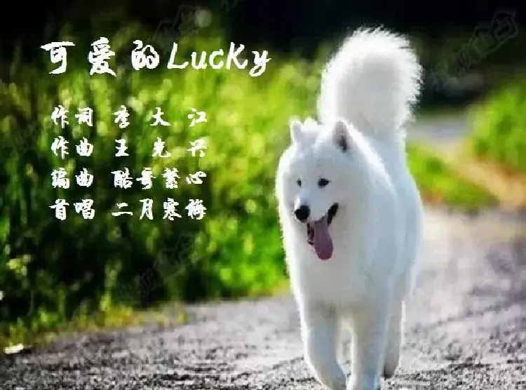 可爱的Lucky